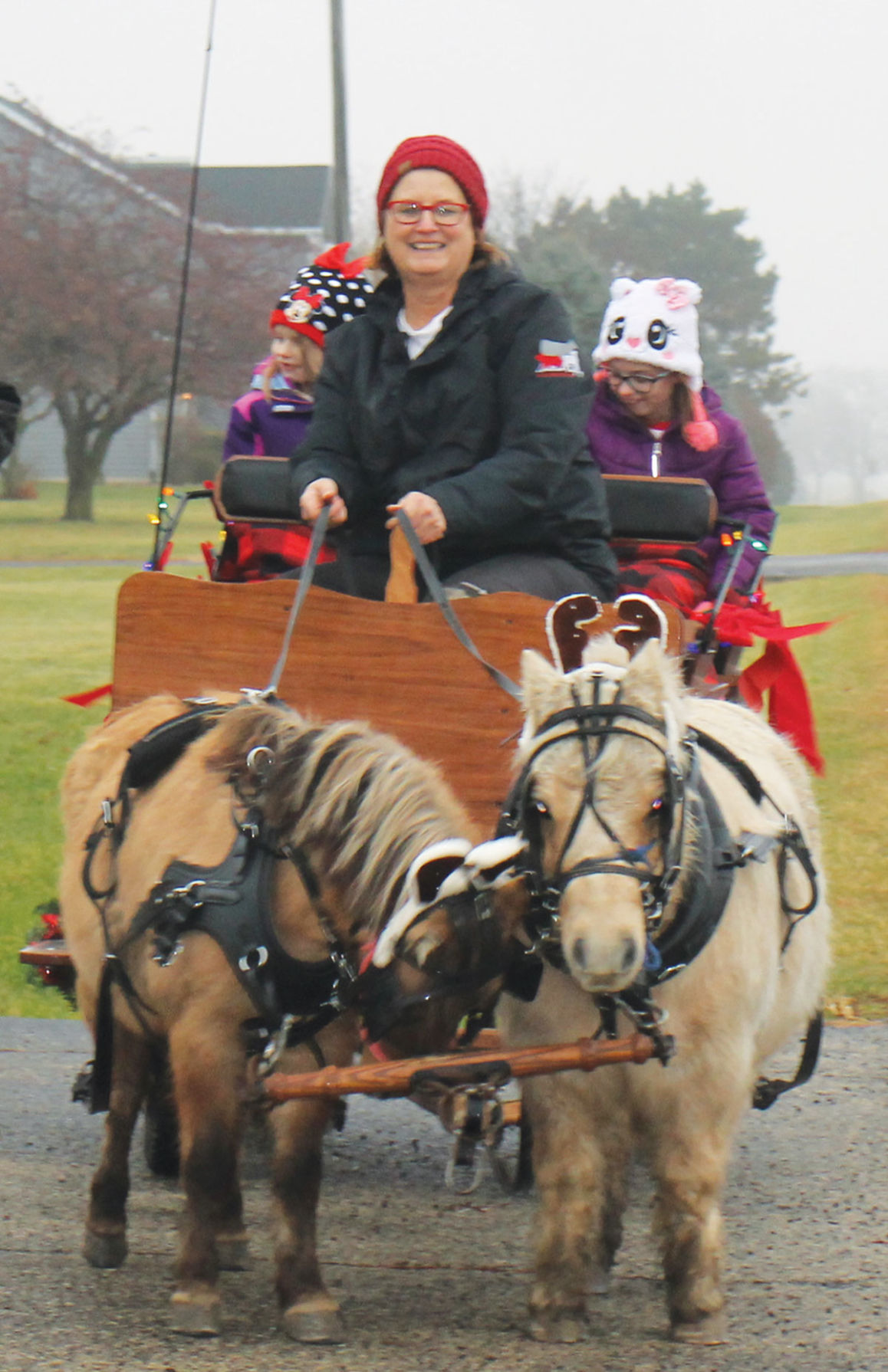 Miniature horses